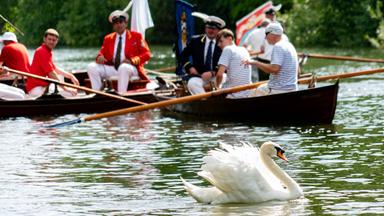 „Swan Upping“, die jährliche Zählung der Höckerschwan-Population an der Themse in Staines, Großbritannien, am 14.07.2025. 