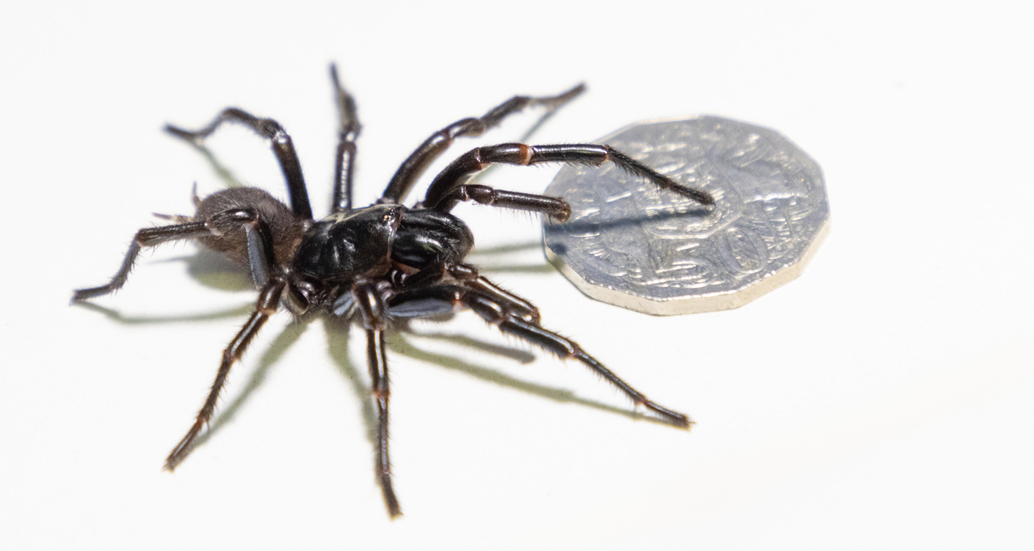 Sydney-Trichternetzspinne  "Atrax Christenseni"