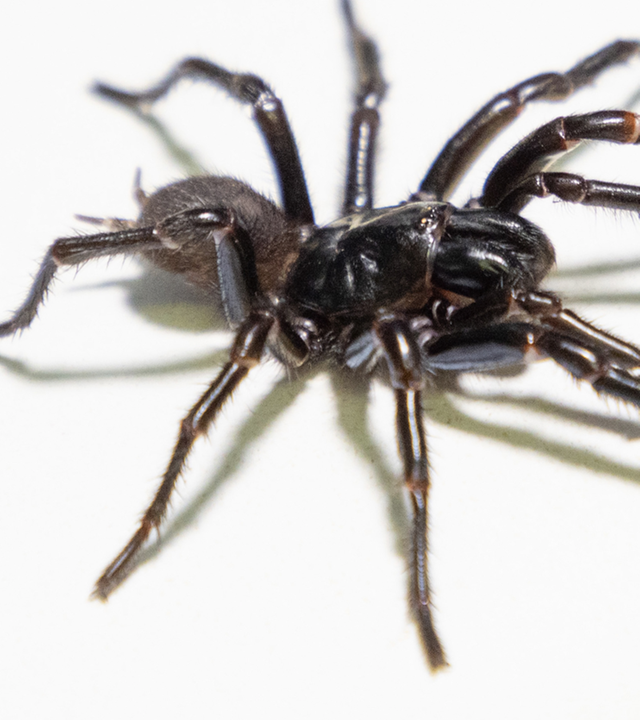 Sydney-Trichternetzspinne  "Atrax Christenseni"