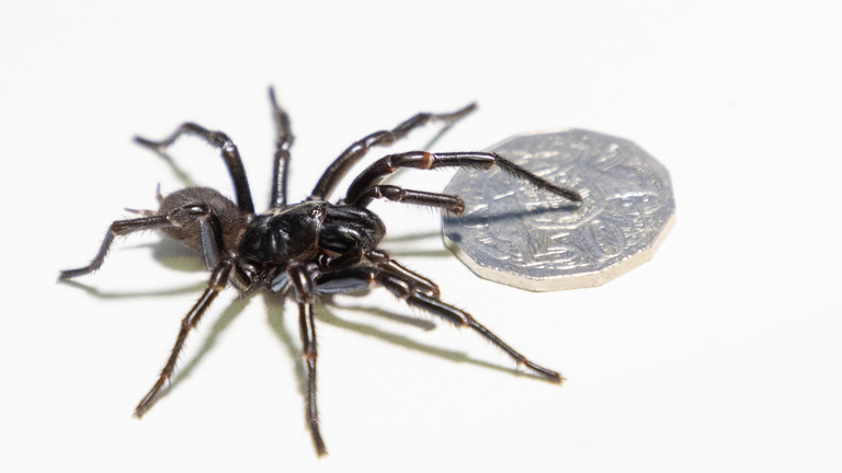 Sydney-Trichternetzspinne  "Atrax Christenseni"