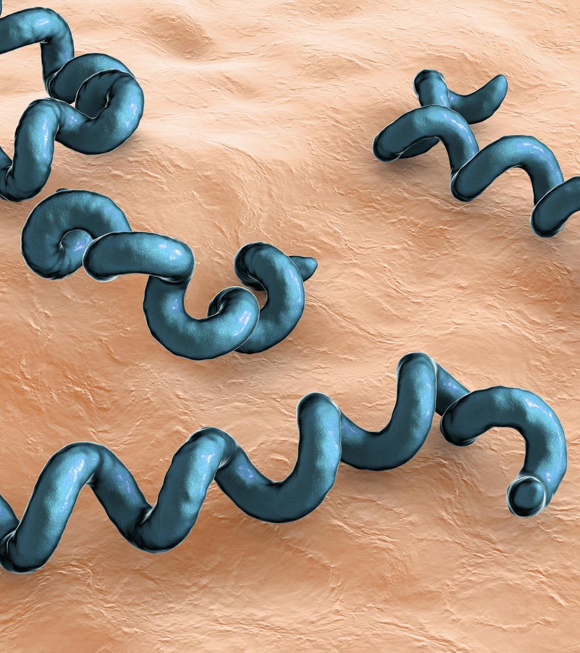 3 D-Grafik von Syphilis-Bakterien 