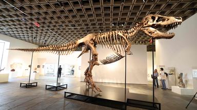 Ein montiertes Tyrannosaurus-Rex-Skelett ist im Breuer-Gebäude von Sotheby’s in New York zu sehen.