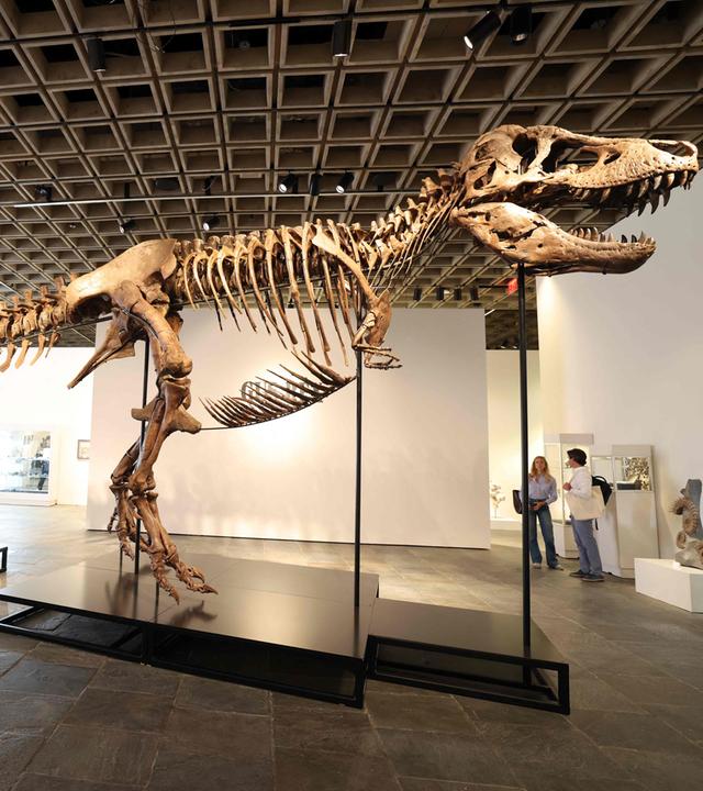 Ein montiertes Tyrannosaurus-Rex-Skelett ist im Breuer-Gebäude von Sotheby’s in New York zu sehen.