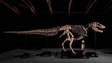 T-Rex-Skelett bei Sotheby's 