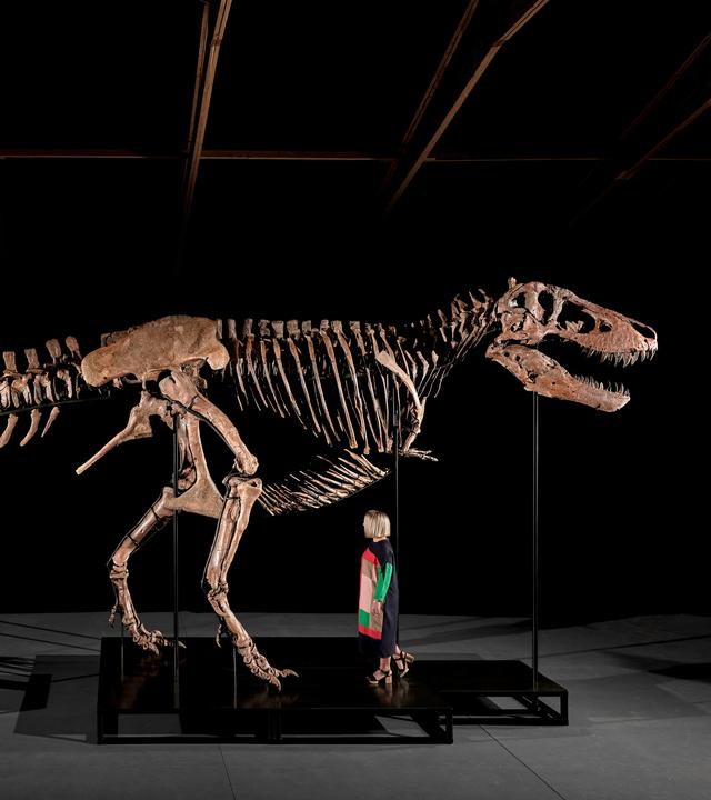T-Rex-Skelett bei Sotheby's 
