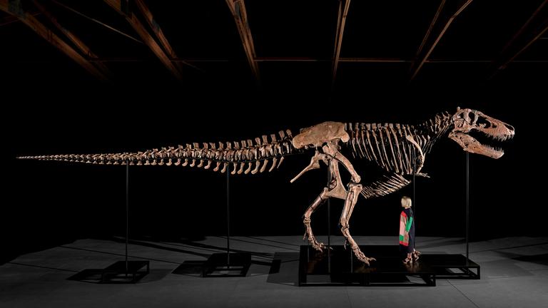T-Rex-Skelett bei Sotheby's 