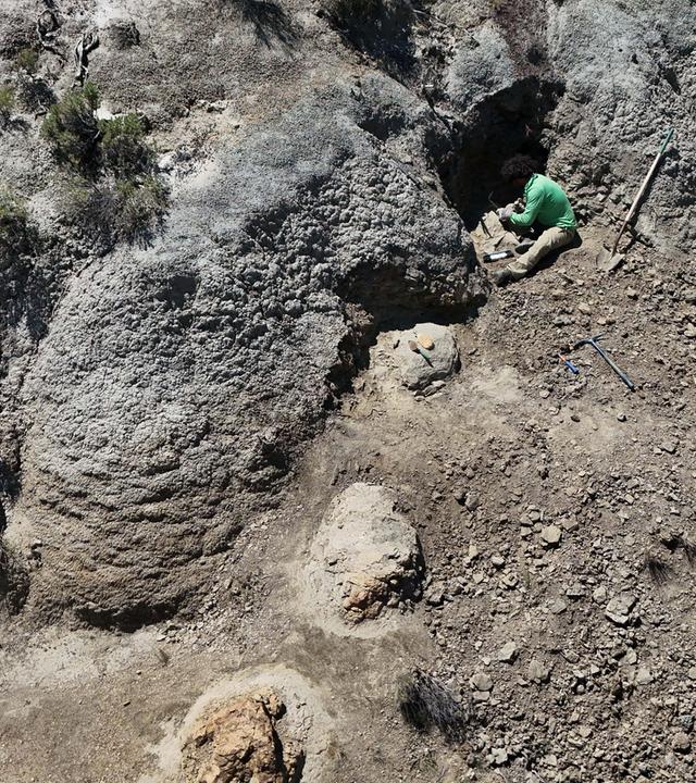 Archäologen arbeiten an der Stelle, an der erstmals Spurenfolgen von einem ausgewachsenen T-Rex gefunden worden sind.