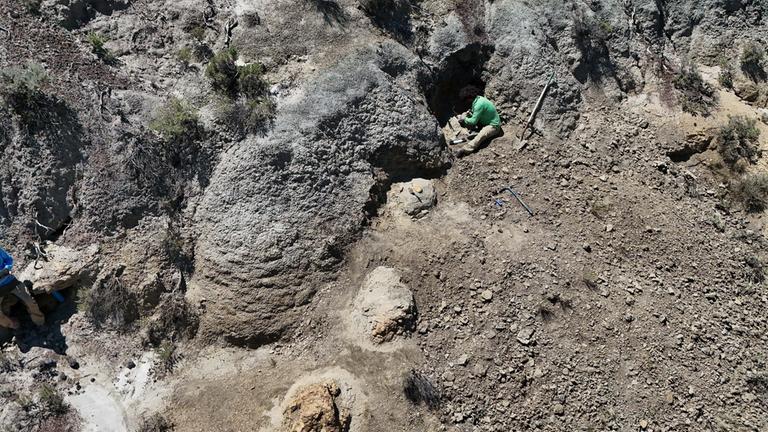 Archäologen arbeiten an der Stelle, an der erstmals Spurenfolgen von einem ausgewachsenen T-Rex gefunden worden sind.