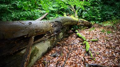 Totholz liegt in einem Mischwald vom Forstbetrieb Reiersdorf bei Templin.