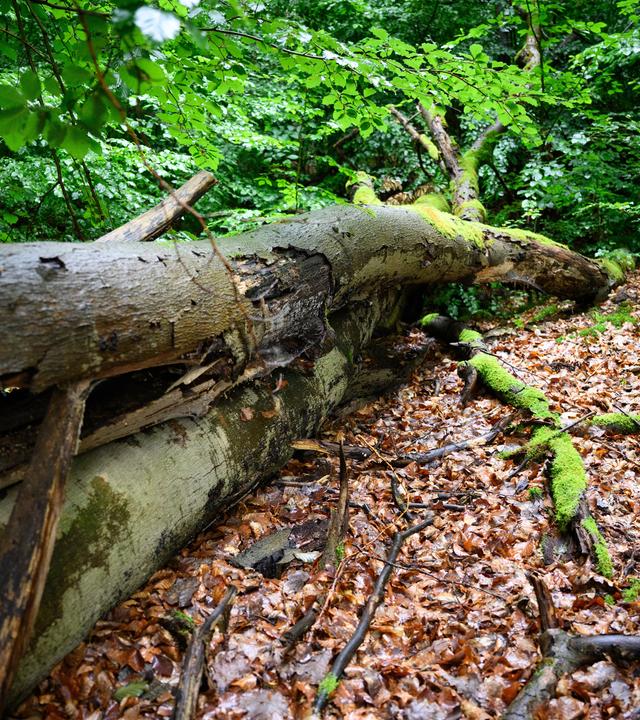 Totholz liegt in einem Mischwald vom Forstbetrieb Reiersdorf bei Templin.