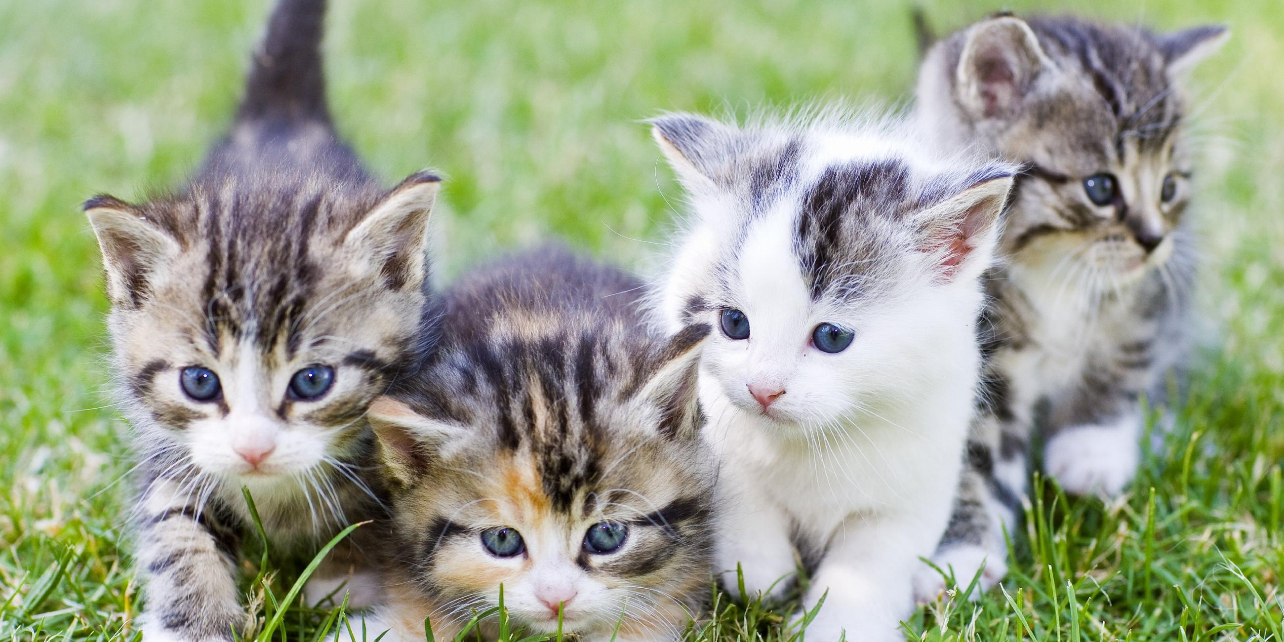 Katzenbabys