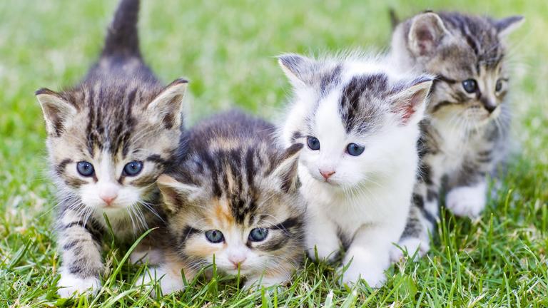 Katzenbabys