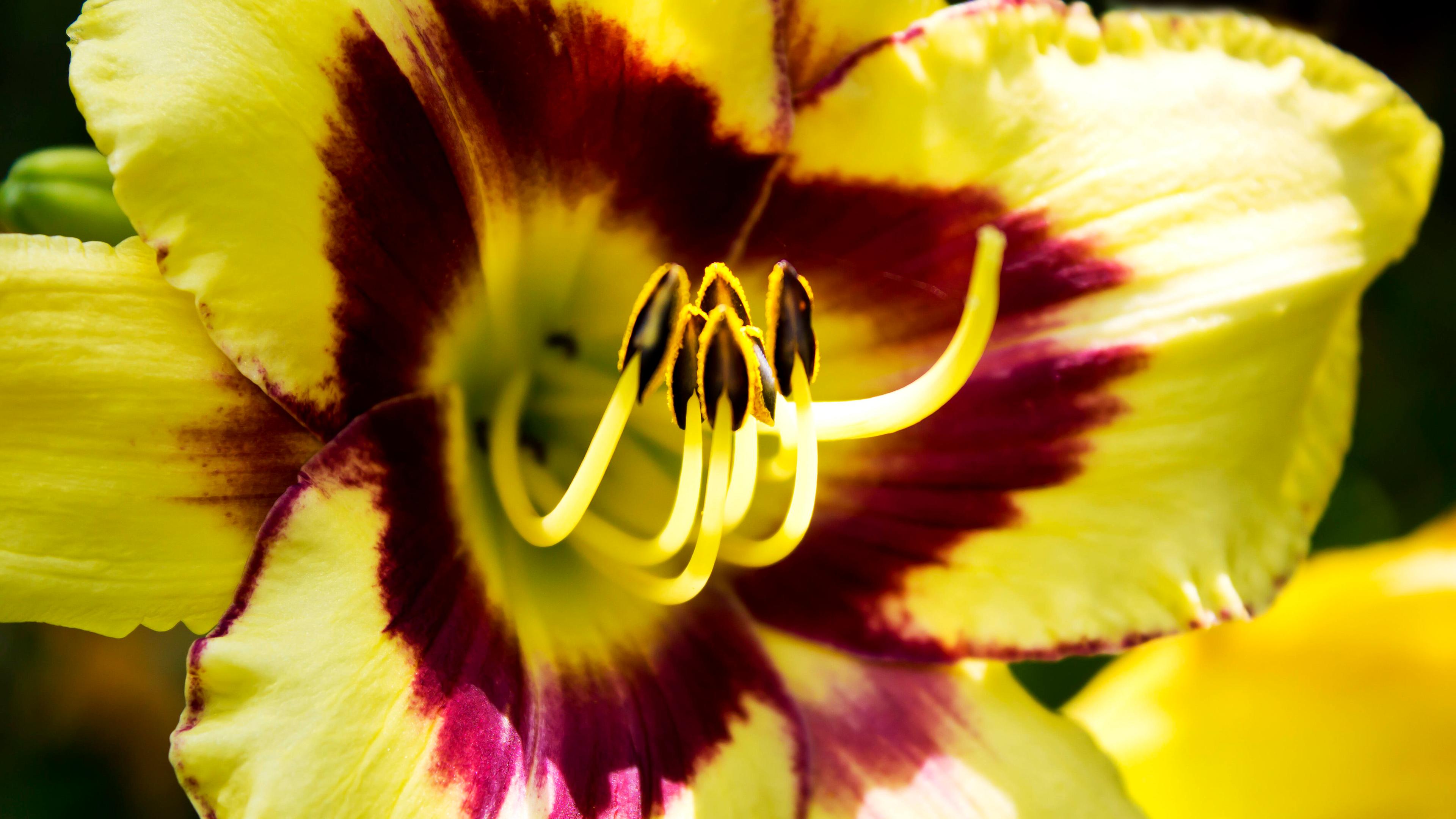 Taglilien
