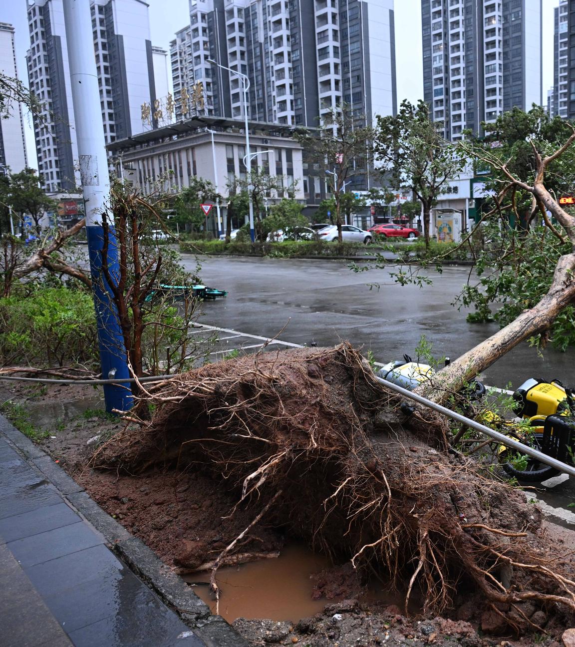 This photo taken on Sept. 24, 2025 shows an uprooted tree on the roadside in Yangjiang City, south China's Guangdong Province. 