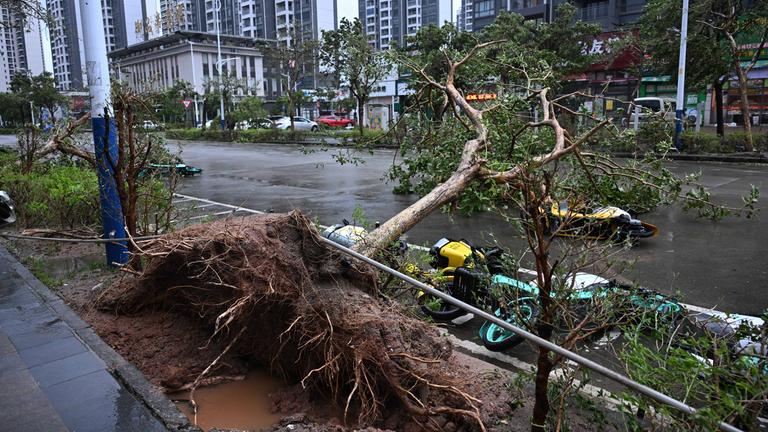 This photo taken on Sept. 24, 2025 shows an uprooted tree on the roadside in Yangjiang City, south China's Guangdong Province. 