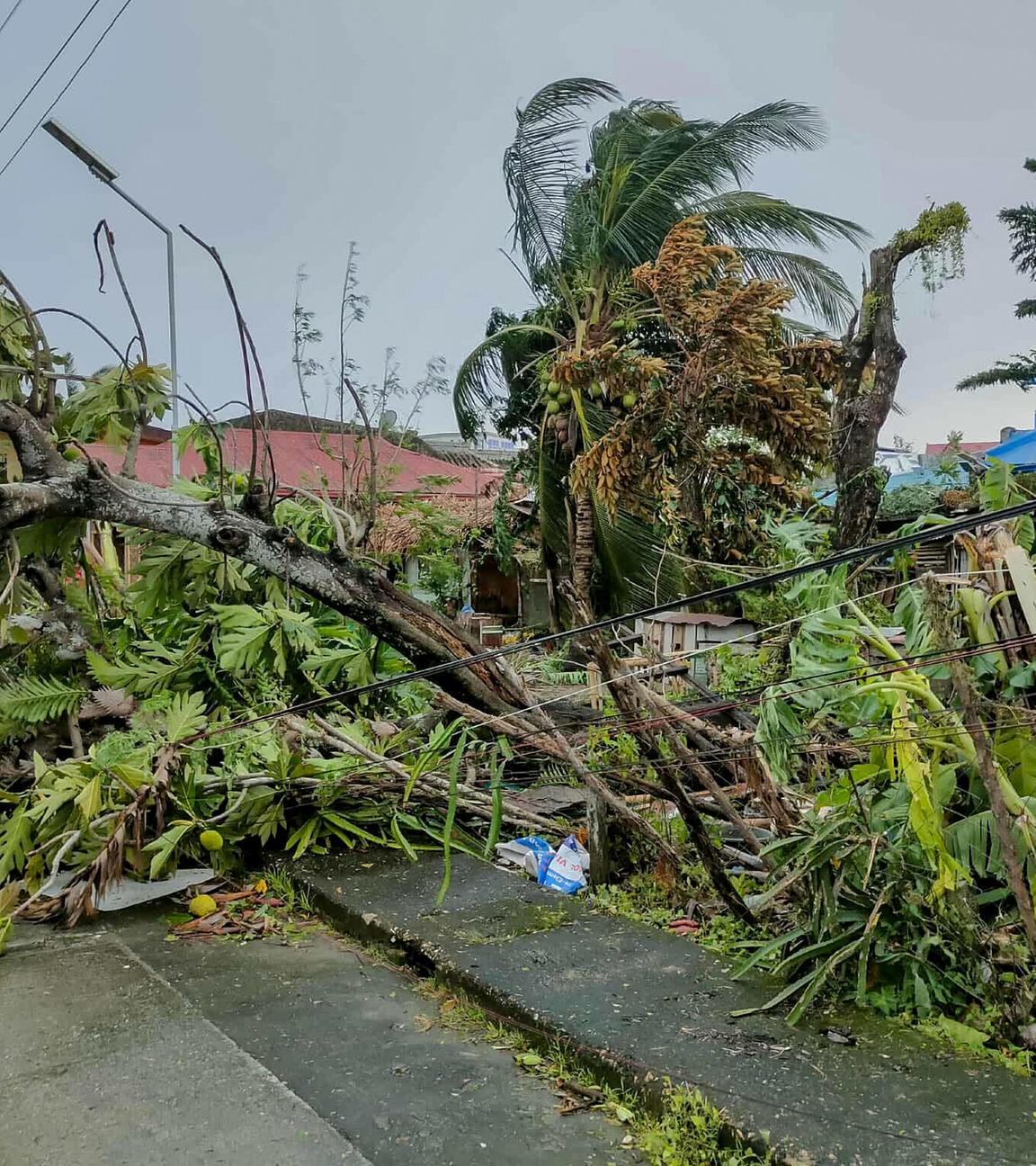 In der Provinz Masbate auf den Philippinen sind am 26. September 2025 durch den Tropensturm Bualoi umgestürzte Bäume zu sehen.