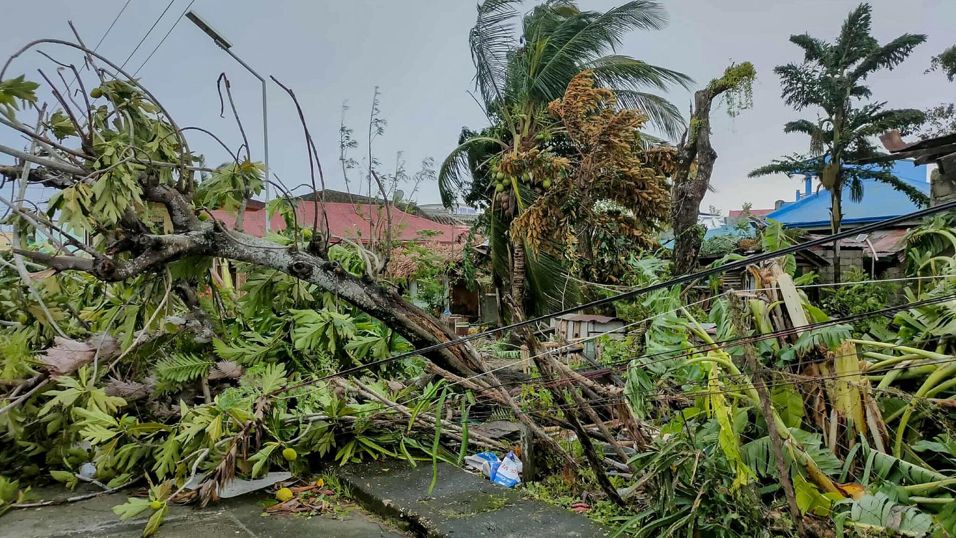In der Provinz Masbate auf den Philippinen sind am 26. September 2025 durch den Tropensturm Bualoi umgestürzte Bäume zu sehen.