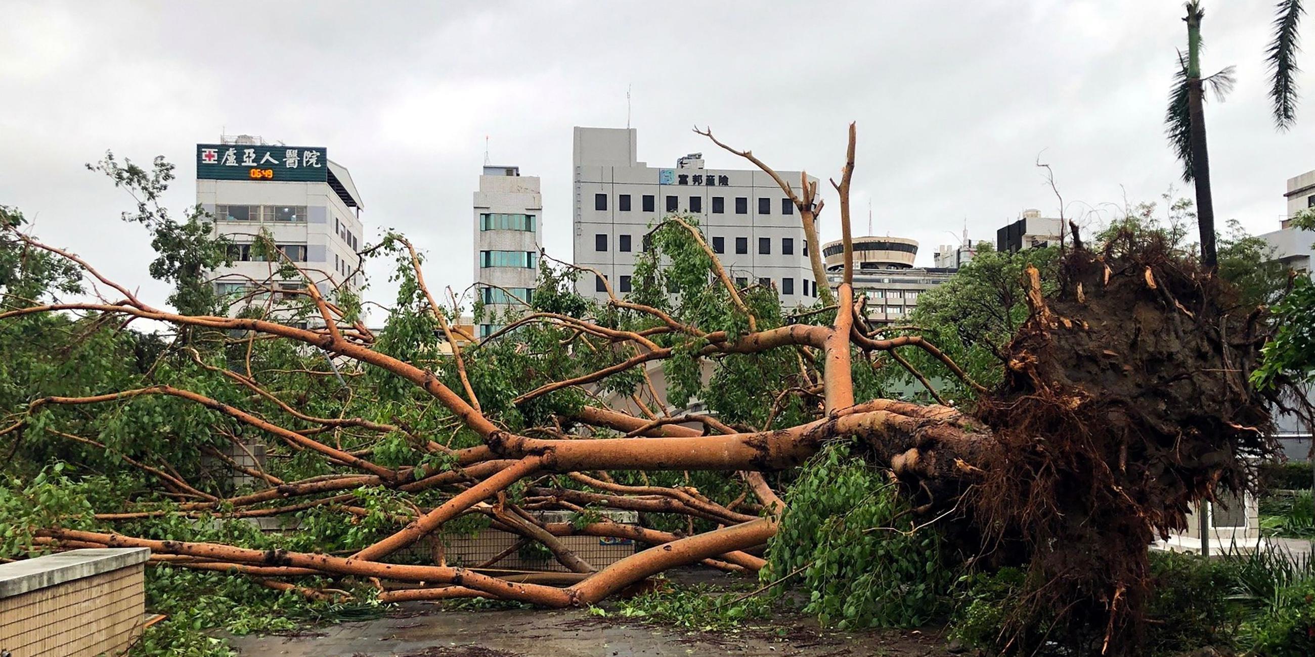 Umgestürzte Bäume liegen auf einer Straße in Chiayi nach einem zerstörerischen Taifun in Taiwan.