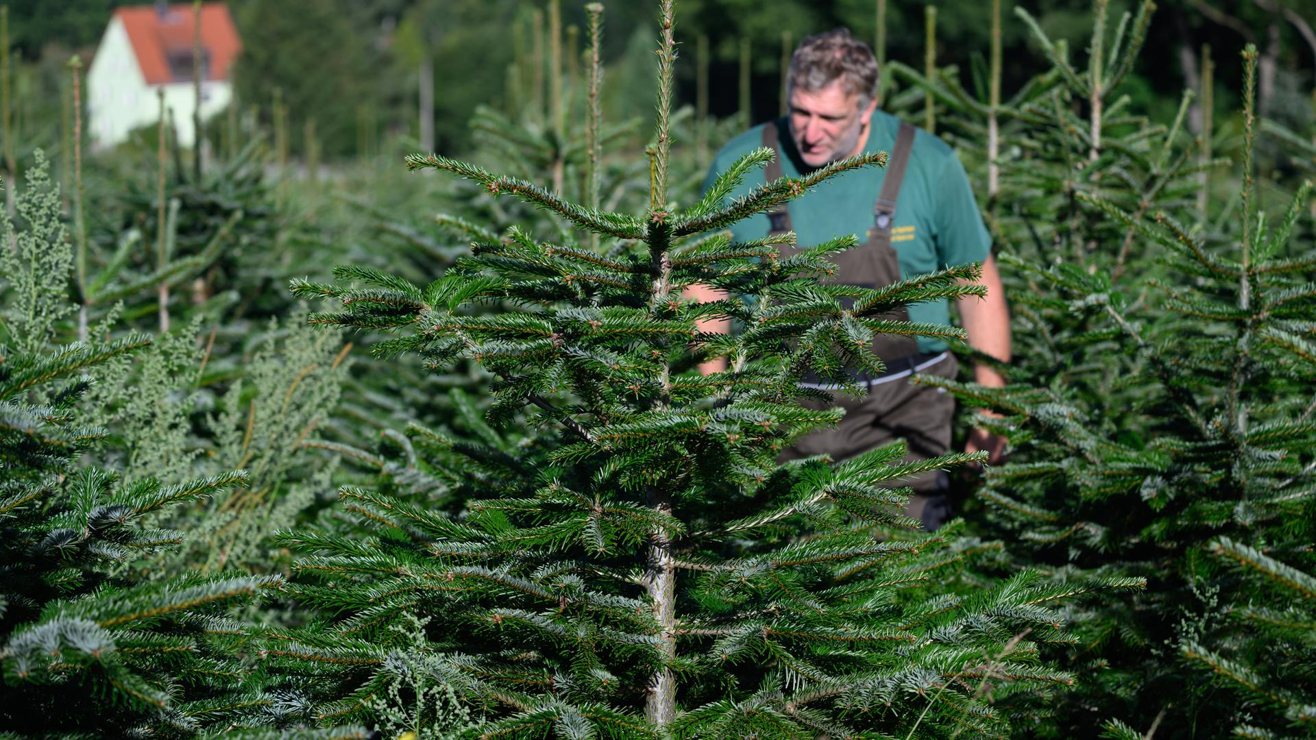 Eine Tannenbaum-Plantage wird von einem Mann am 04.09.2025 im sächsischen Bad Gottleuba-Berggießhübel begutachtet.