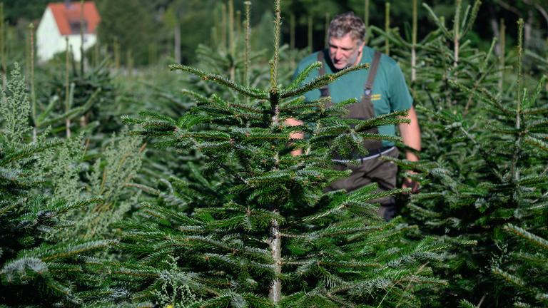 Eine Tannenbaum-Plantage wird von einem Mann am 04.09.2025 im sächsischen Bad Gottleuba-Berggießhübel begutachtet.
