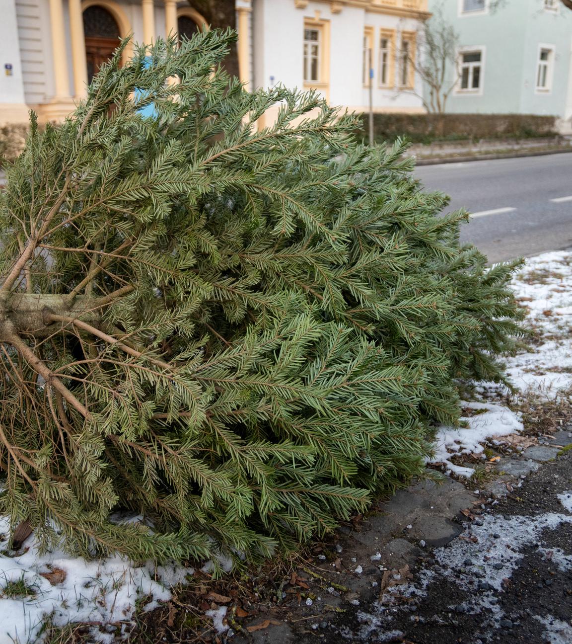 Weihnachtsbaum liegt am Straßenrand nach Weihnachten zur Entsorgung.