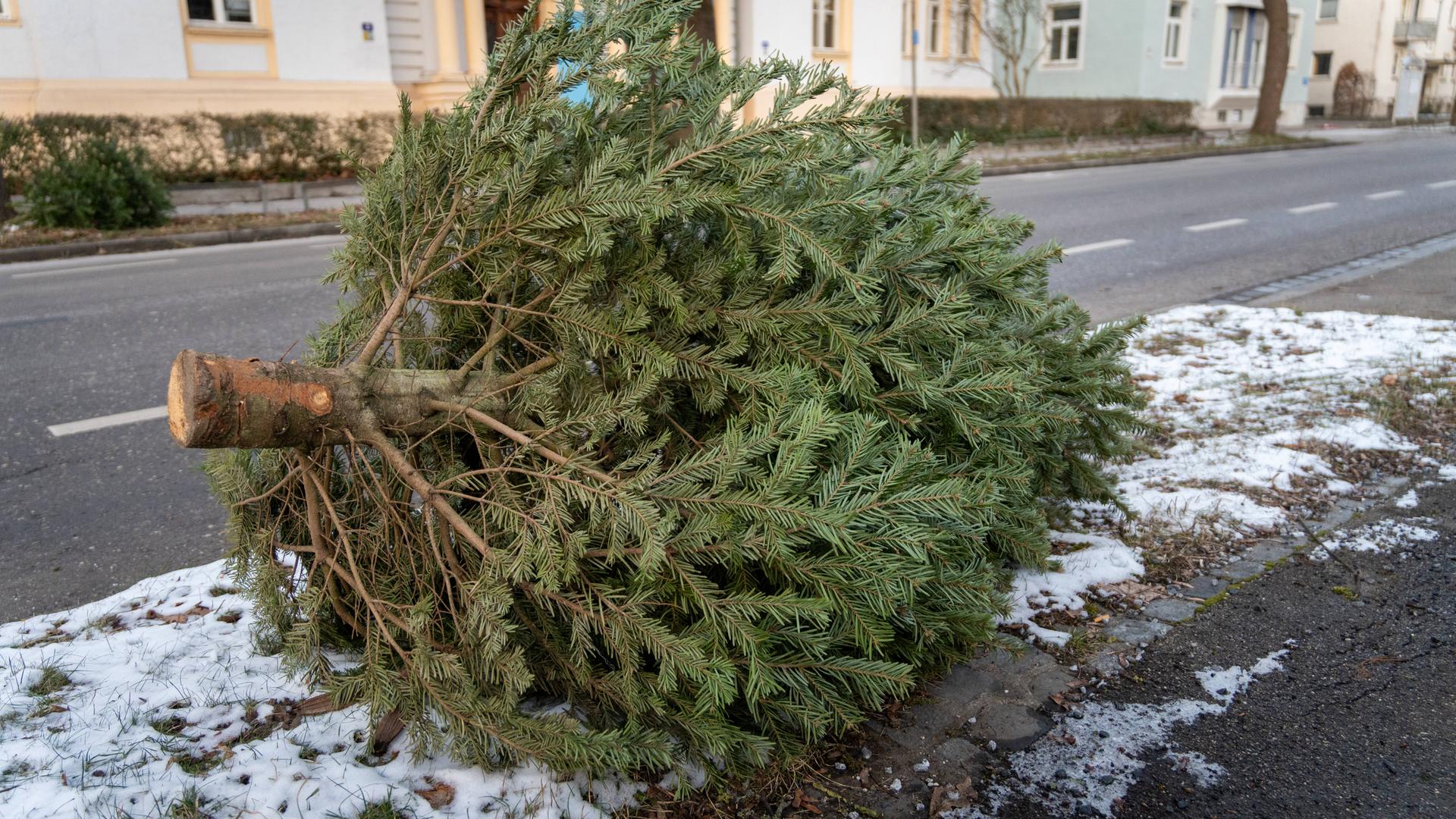 Weihnachtsbaum liegt am Straßenrand nach Weihnachten zur Entsorgung.