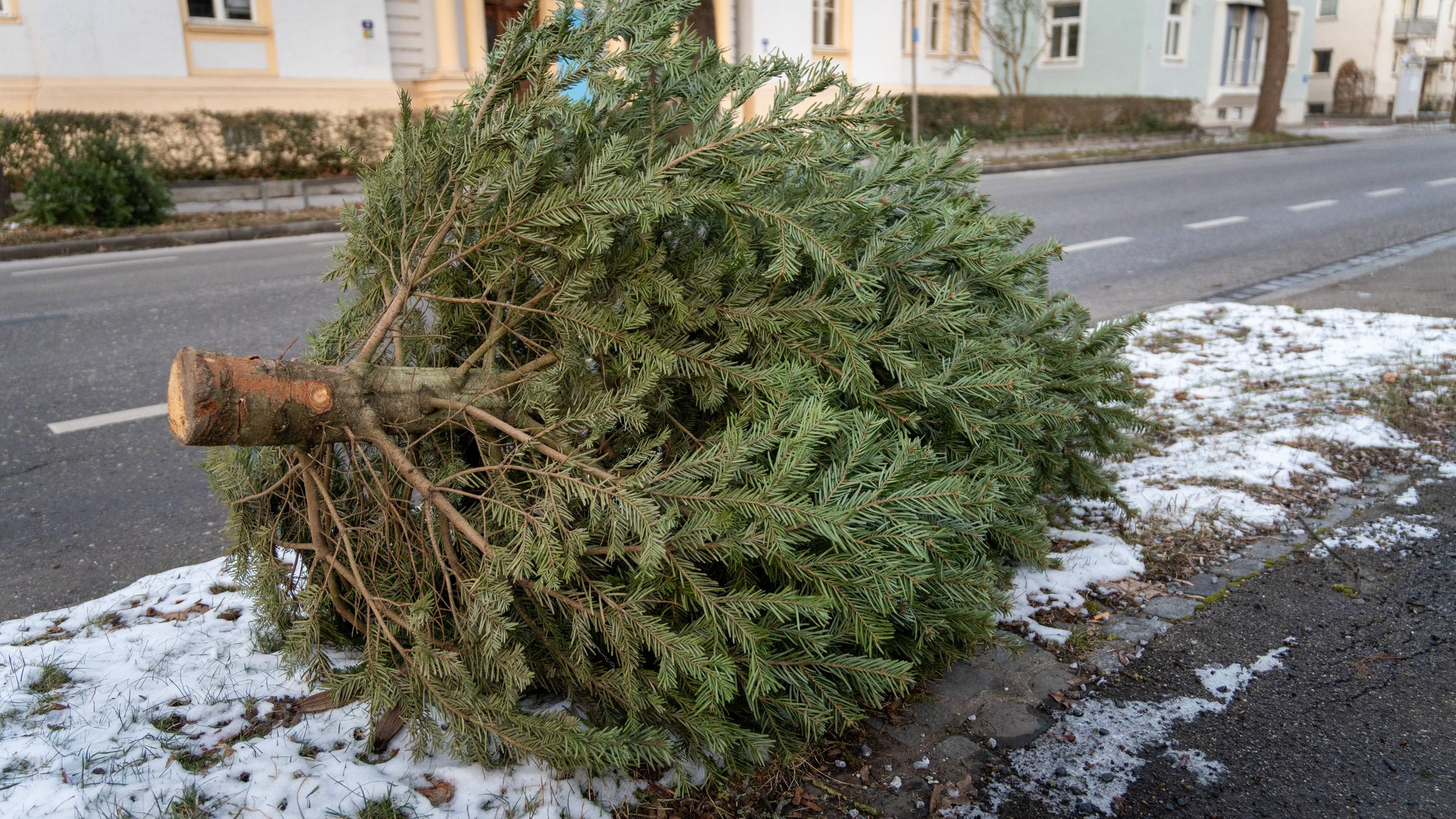 Weihnachtsbaum liegt am Straßenrand nach Weihnachten zur Entsorgung.