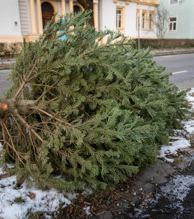 Weihnachtsbaum liegt am Straßenrand nach Weihnachten zur Entsorgung.