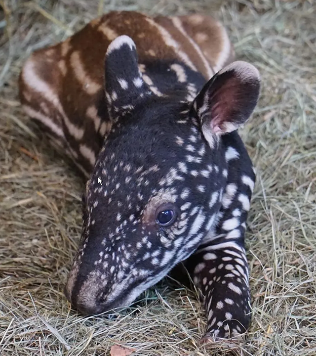 Tapir-Baby in Nürnberger Tiergarten geboren