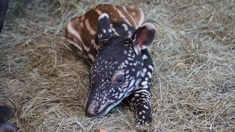 Tapir-Baby in Nürnberger Tiergarten geboren