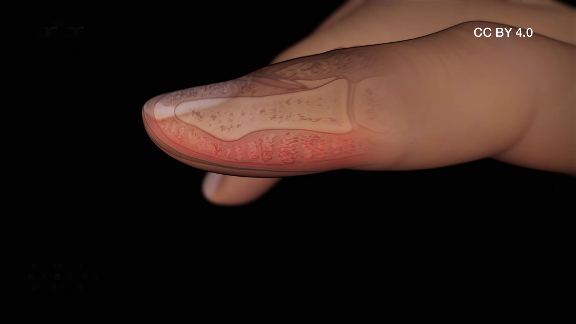 Tastsinn Finger CC