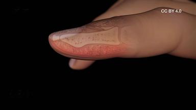 Tastsinn Finger CC