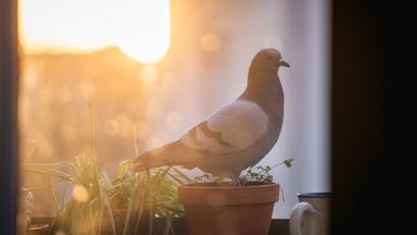 Zwischen Plage und Tierwohl: Tauben vom Balkon vertreiben