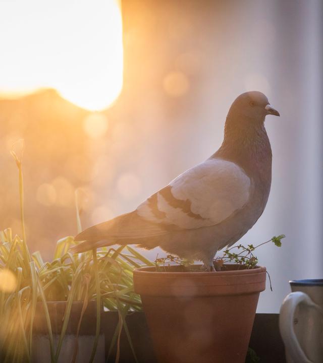 Eine Taube sitzt in einem Blumentopf auf einem Balkon, während im Hintergrund die Sonne aufgeht.