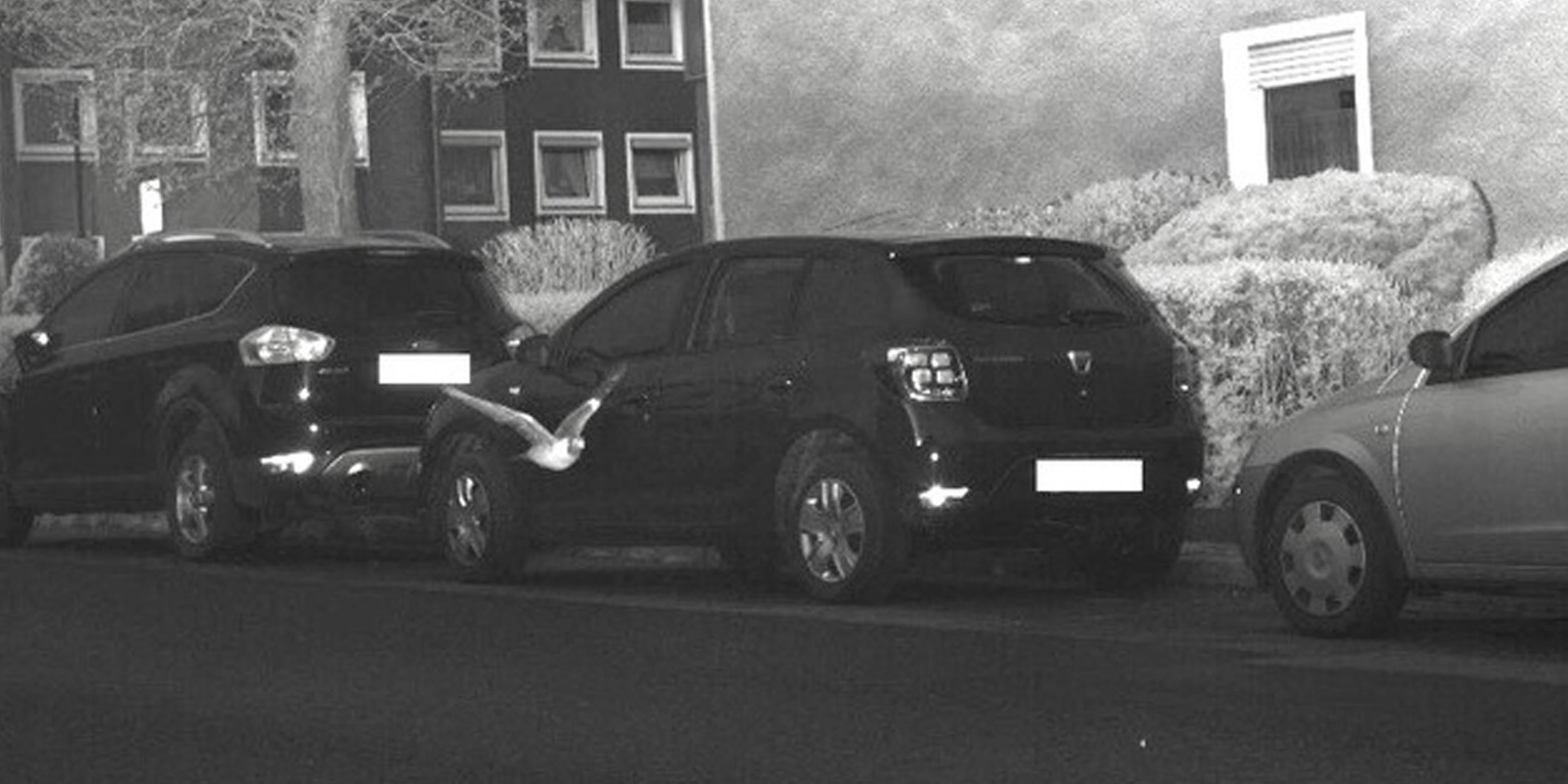 Eine Taube fliegt durch eine Radarfalle der Polizei und löst den Fotomechanismus aus.