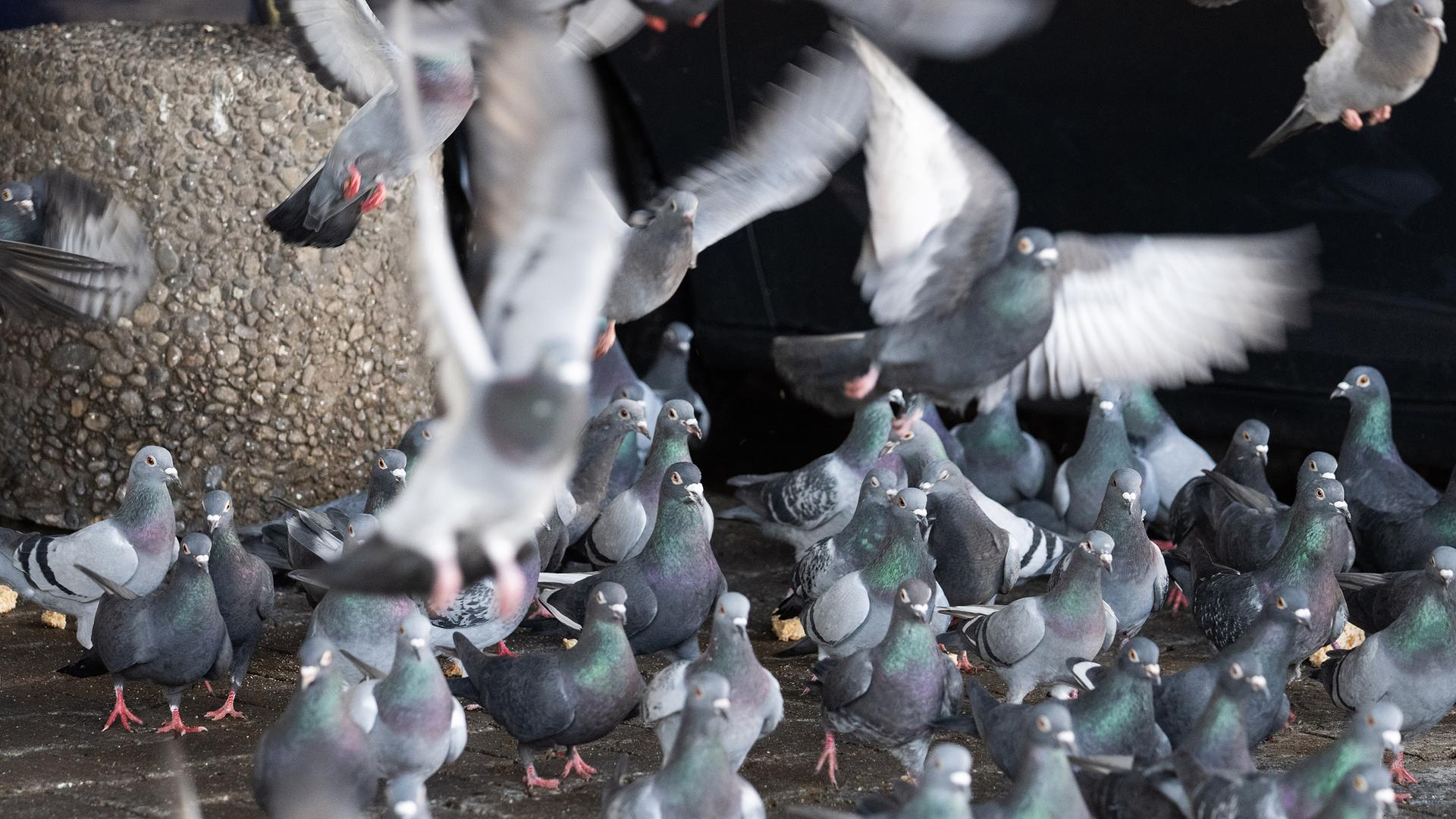 Tauben in Frankfurt am Main