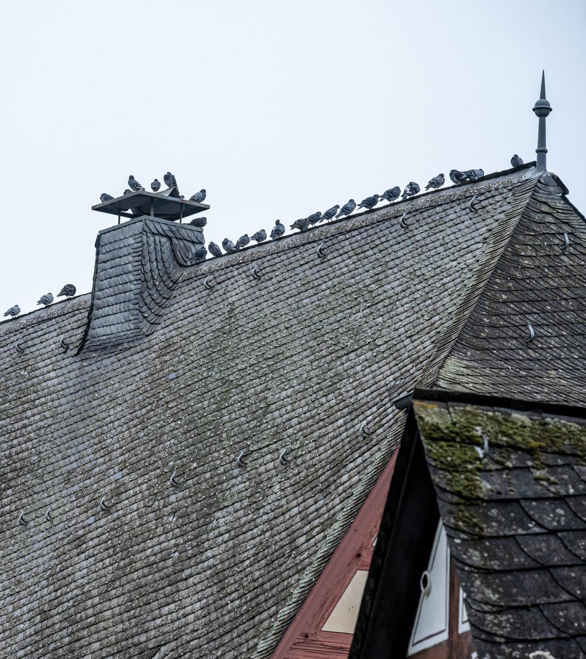 Historische Fachwerkhäuser mit Tauben auf dem Schieferdach am 10.11.24 in Limburg.