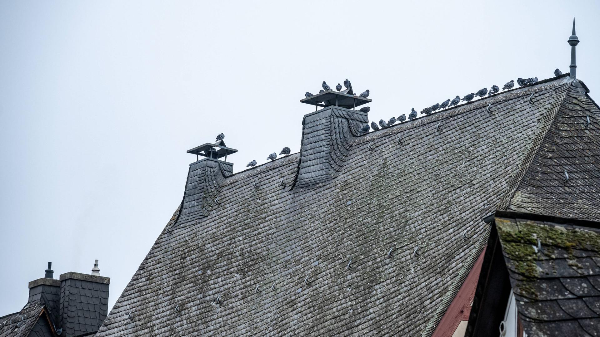 Historische Fachwerkhäuser mit Tauben auf dem Schieferdach am 10.11.24 in Limburg.