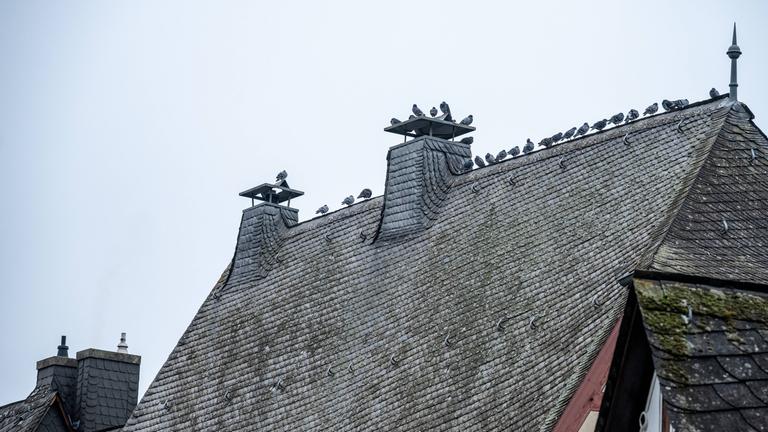 Historische Fachwerkhäuser mit Tauben auf dem Schieferdach am 10.11.24 in Limburg.