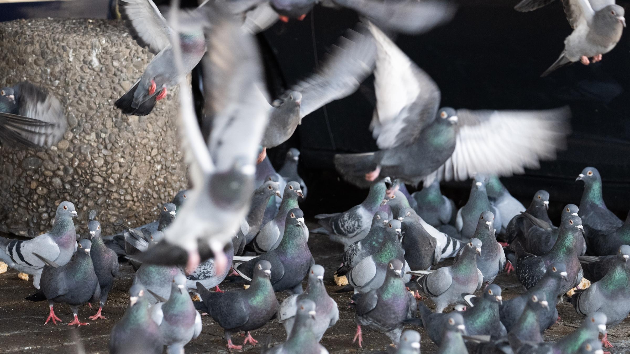 Tauben balgen sich auf einer Straße in Frankfurt um Brot, welches den Tieren von einem Passanten hingeworfen wurde.