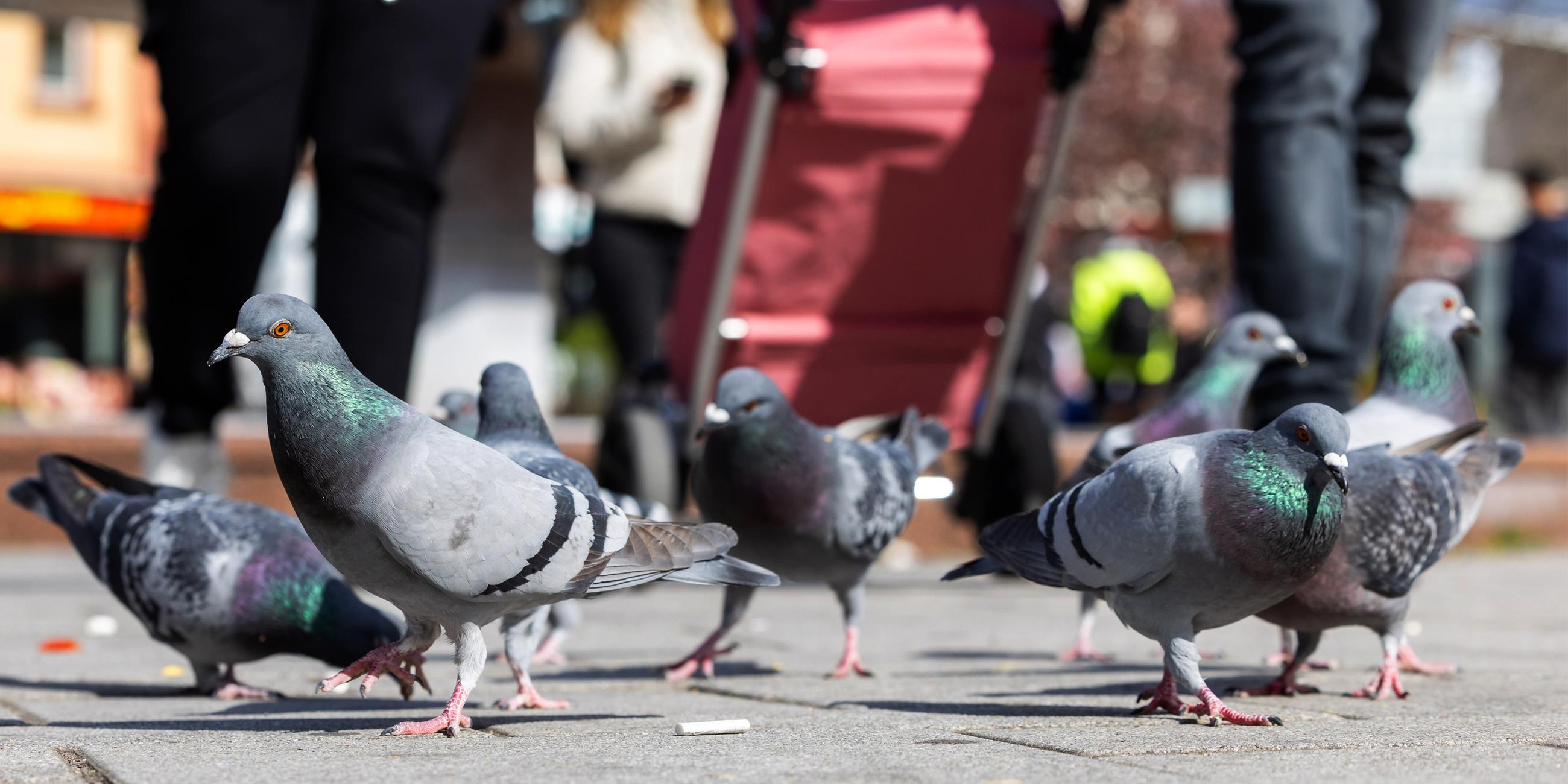 Tauben picken Essenreste auf dem Bahnhofsvorplatz in Limburg