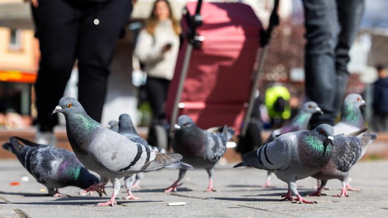 Tauben picken Essenreste auf dem Bahnhofsvorplatz in Limburg