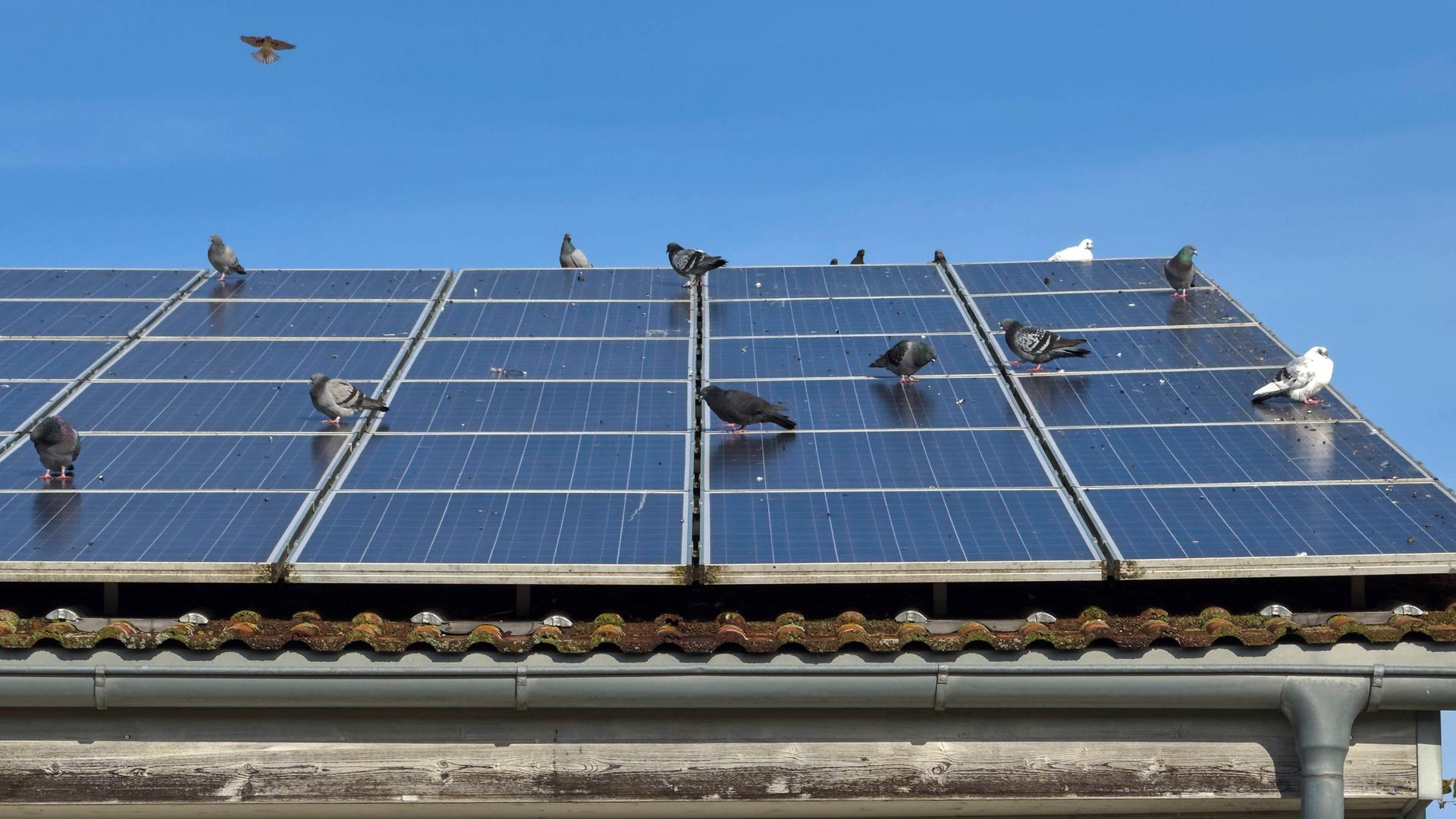 Tauben sitzen auf Photovoltaikanlagen auf einem Hausdach.