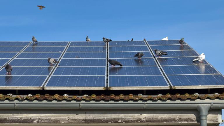 Tauben sitzen auf Photovoltaikanlagen auf einem Hausdach.