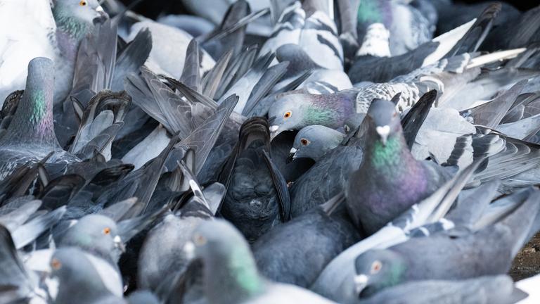 Taubenplage in der Stadt