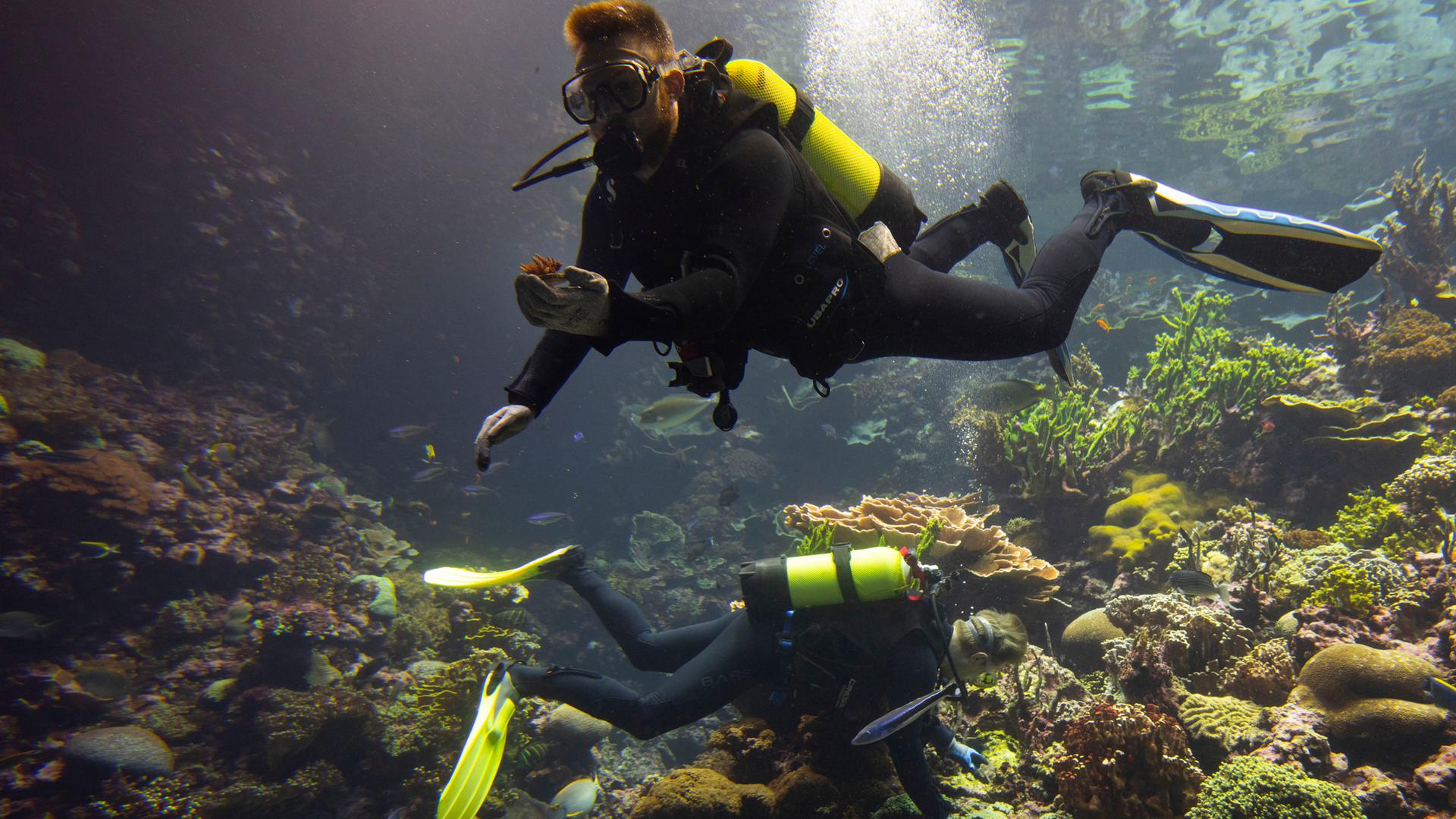 Es sind zwei Taucher in einem Korallenriff zu sehen.