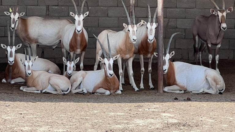Gerettete Oryxantilopen