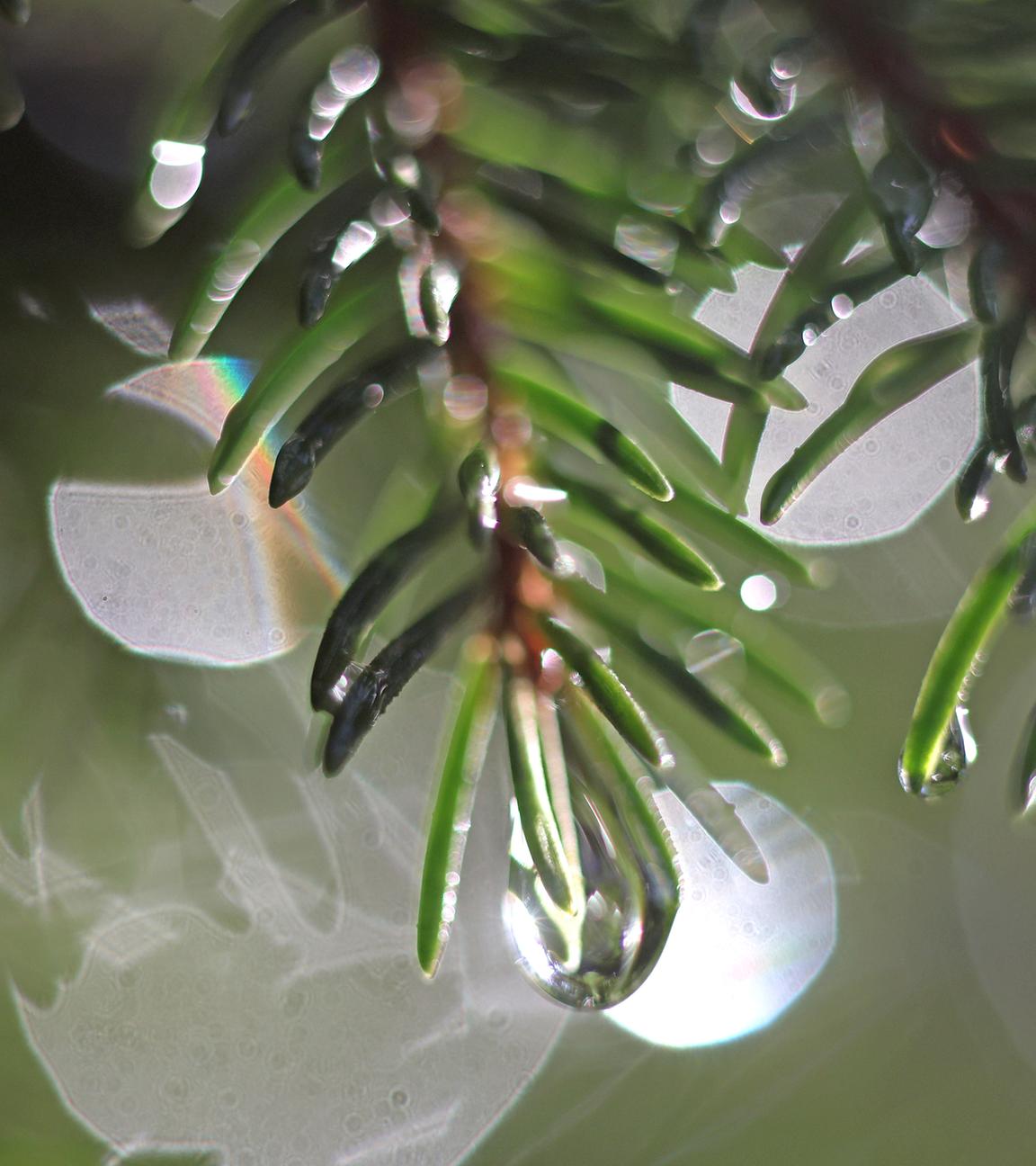 Tautropfen bedecken die Nadel einer Fichte.