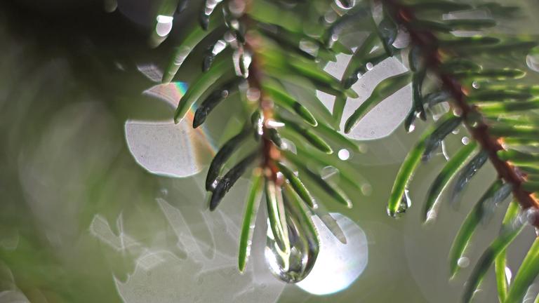 Tautropfen bedecken die Nadel einer Fichte.