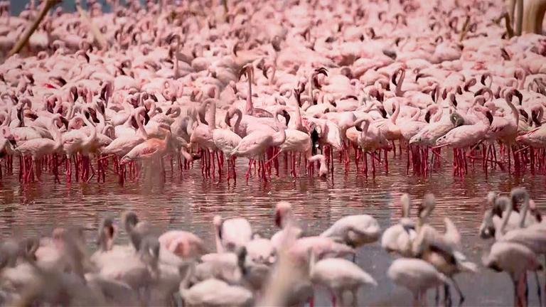 Verlust von Artenvielfalt - Klimawandel global